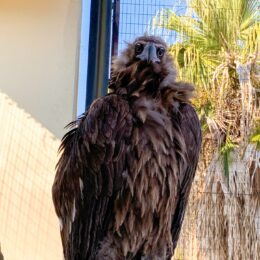 Eurasian Black Vulture