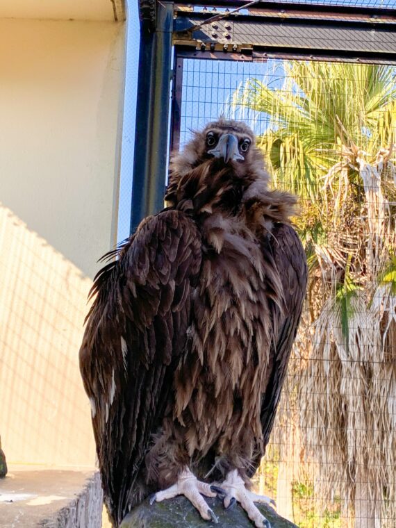 Eurasian Black Vulture