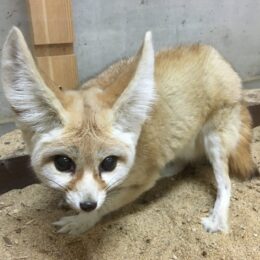 どうぶつたち 九十九島動植物園森きらら