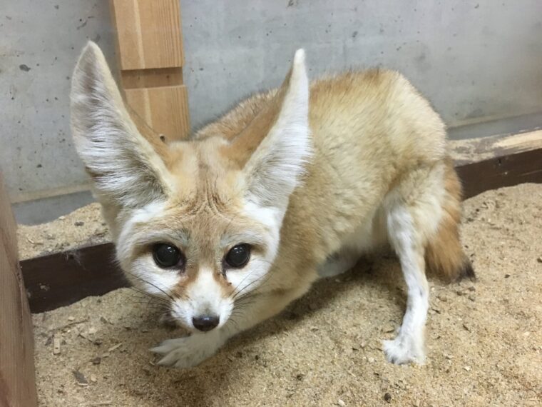 どうぶつたち 九十九島動植物園森きらら