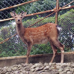 Tsushima Sika Deer