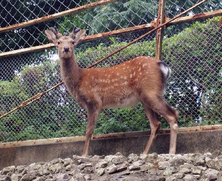 Tsushima Sika Deer