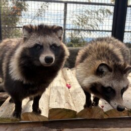 Japanese Raccoon Dog