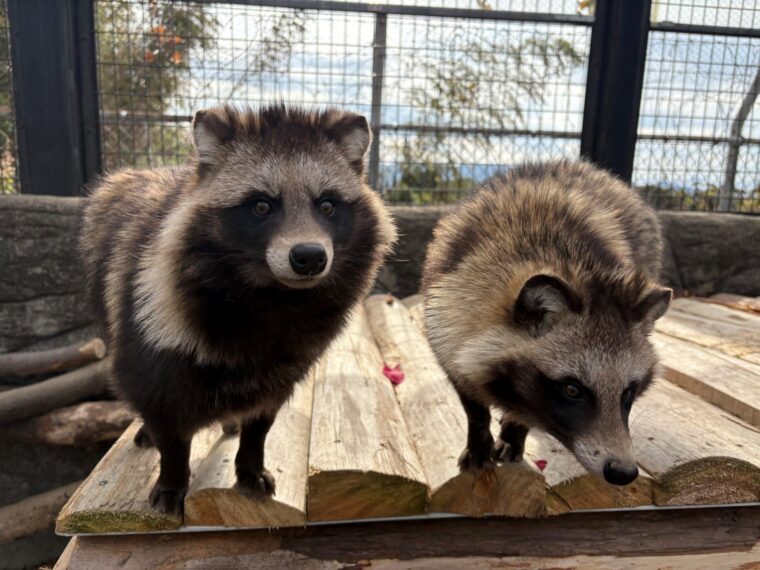 Japanese Raccoon Dog